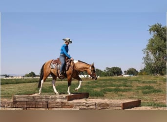 American Quarter Horse, Gelding, 7 years, Tobiano-all-colors