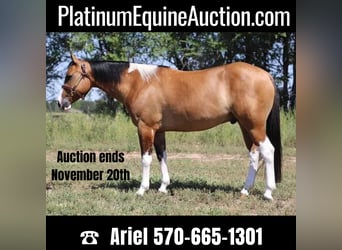 American Quarter Horse, Gelding, 7 years, Tobiano-all-colors