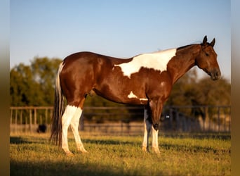 American Quarter Horse, Gelding, 7 years, Tobiano-all-colors