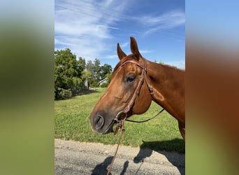 American Quarter Horse, Gelding, 7 years