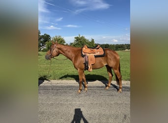 American Quarter Horse, Gelding, 7 years
