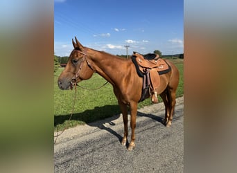 American Quarter Horse, Gelding, 7 years