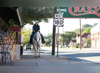 American Quarter Horse, Gelding, 7 years, White