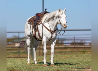 American Quarter Horse, Gelding, 7 years, White