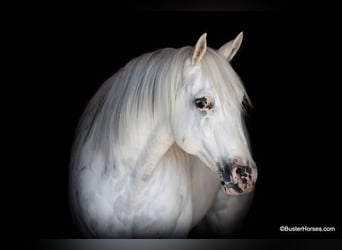 American Quarter Horse, Gelding, 7 years, White