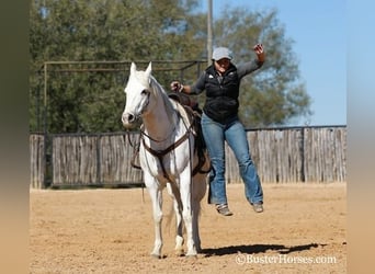 American Quarter Horse, Gelding, 7 years, White