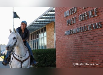 American Quarter Horse, Gelding, 7 years, White