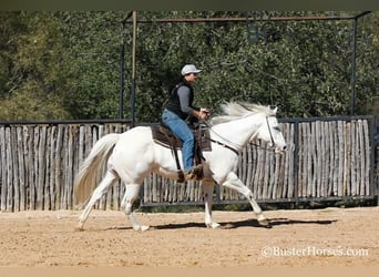 American Quarter Horse, Gelding, 7 years, White