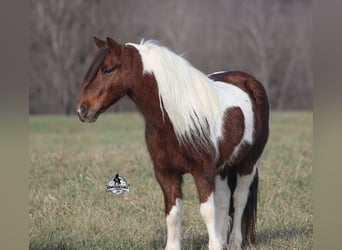 American Quarter Horse, Gelding, 8 years, 12 hh, Tobiano-all-colors