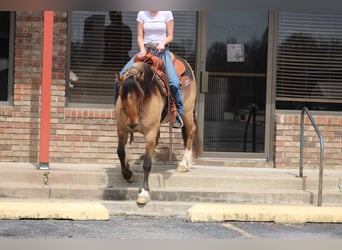 American Quarter Horse, Gelding, 8 years, 13.3 hh, Dun