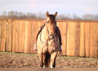American Quarter Horse, Gelding, 8 years, 13.3 hh, Dun