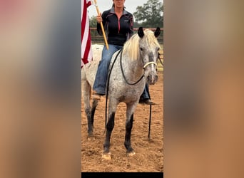 American Quarter Horse, Gelding, 8 years, 13,3 hh, Gray