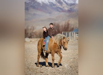 American Quarter Horse, Gelding, 8 years, 13.3 hh, Palomino