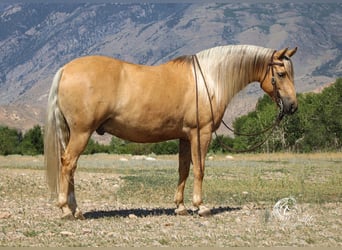 American Quarter Horse, Gelding, 8 years, 13.3 hh, Palomino
