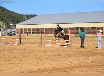 American Quarter Horse, Gelding, 8 years, 13 hh, Roan-Red
