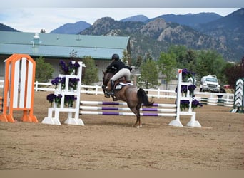 American Quarter Horse, Gelding, 8 years, 13 hh, Roan-Red