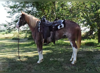 American Quarter Horse, Gelding, 8 years, 13,1 hh, Roan-Red