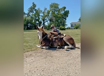 American Quarter Horse, Gelding, 8 years, 13,1 hh, Roan-Red