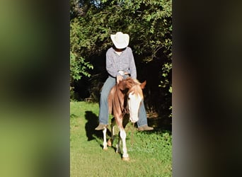 American Quarter Horse, Gelding, 8 years, 13,1 hh, Roan-Red