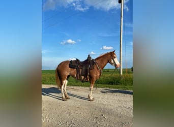 American Quarter Horse, Gelding, 8 years, 13,1 hh, Roan-Red