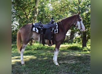 American Quarter Horse, Gelding, 8 years, 13,1 hh, Roan-Red