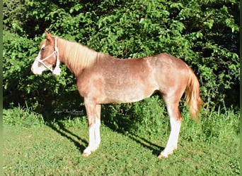 American Quarter Horse, Gelding, 8 years, 13,1 hh, Roan-Red