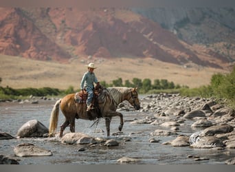 American Quarter Horse, Gelding, 8 years, 13,3 hh, Palomino