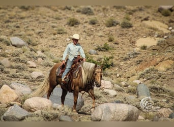 American Quarter Horse, Gelding, 8 years, 13,3 hh, Palomino