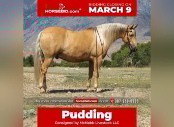 American Quarter Horse, Gelding, 8 years, 13,3 hh, Palomino