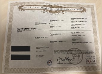 American Quarter Horse, Gelding, 8 years, 14.1 hh, Bay-Dark