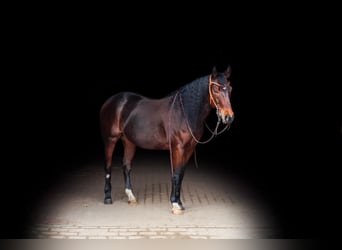 American Quarter Horse, Gelding, 8 years, 14.1 hh, Bay-Dark