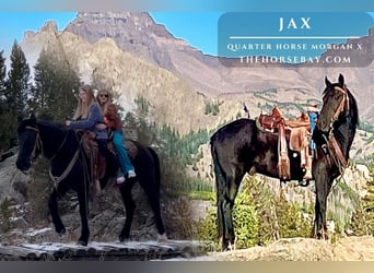 American Quarter Horse Mix, Gelding, 8 years, 14.1 hh, Black