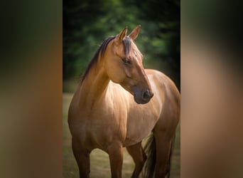 American Quarter Horse, Gelding, 8 years, 14.1 hh, Buckskin