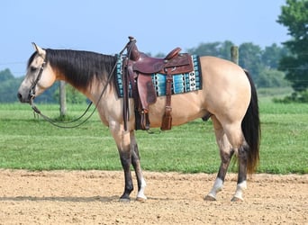 American Quarter Horse, Gelding, 8 years, 14.1 hh, Buckskin