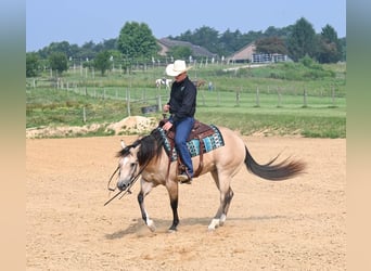 American Quarter Horse, Gelding, 8 years, 14.1 hh, Buckskin