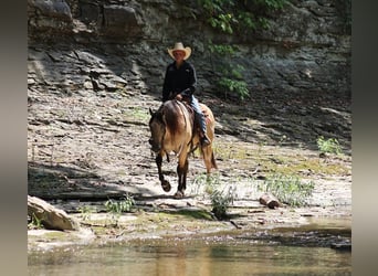 American Quarter Horse, Wallach, 8 Jahre, 14,1 hh, Buckskin