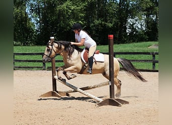 American Quarter Horse, Wallach, 8 Jahre, 14,1 hh, Buckskin