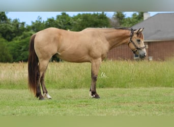 American Quarter Horse, Gelding, 8 years, 14.1 hh, Buckskin