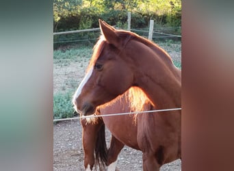 American Quarter Horse, Gelding, 8 years, 14.1 hh, Chestnut-Red