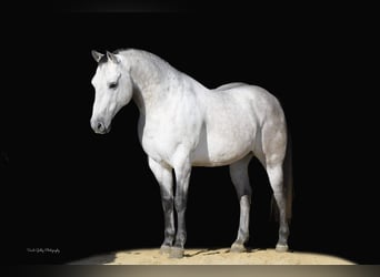 American Quarter Horse, Gelding, 8 years, 14.1 hh, Gray-Dapple