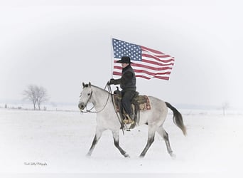 American Quarter Horse, Gelding, 8 years, 14.1 hh, Gray-Dapple
