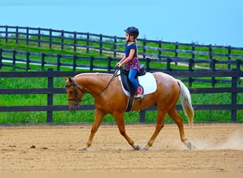 American Quarter Horse, Gelding, 8 years, 14.1 hh, Palomino
