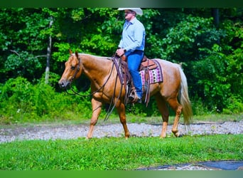 American Quarter Horse, Gelding, 8 years, 14.1 hh, Palomino