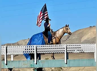 American Quarter Horse, Gelding, 8 years, 14,1 hh, Palomino