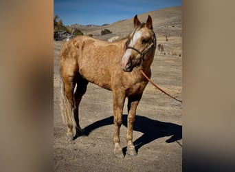 American Quarter Horse, Gelding, 8 years, 14,1 hh, Palomino