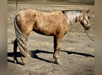 American Quarter Horse, Gelding, 8 years, 14,1 hh, Palomino