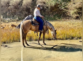 American Quarter Horse, Gelding, 8 years, 14,1 hh, Palomino