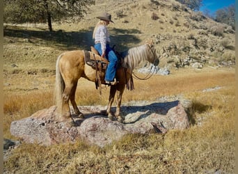 American Quarter Horse, Gelding, 8 years, 14,1 hh, Palomino