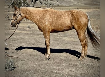 American Quarter Horse, Gelding, 8 years, 14,1 hh, Palomino