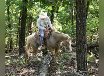 American Quarter Horse, Gelding, 8 years, 14.1 hh, Palomino